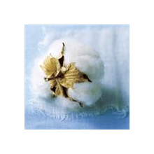 张家港保税区佳丹国际贸易有限公司-美棉花